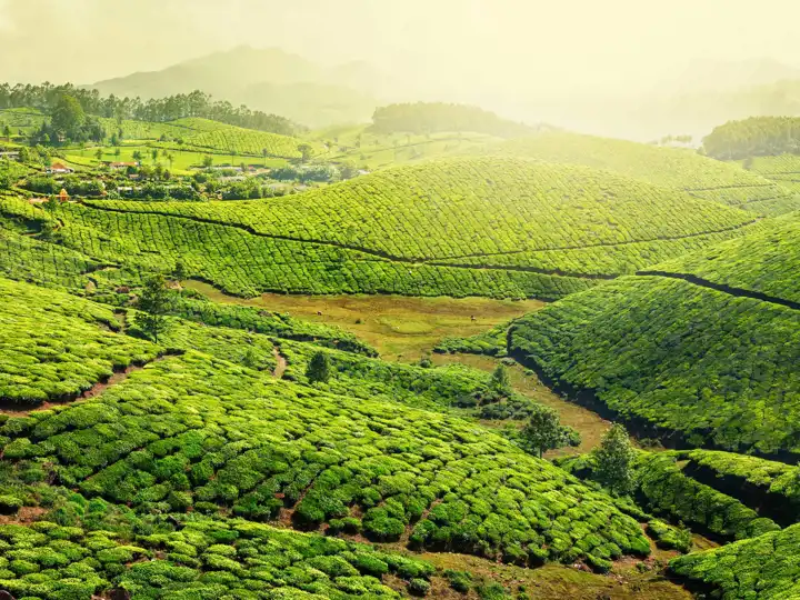 Tea Plantations In Kerala