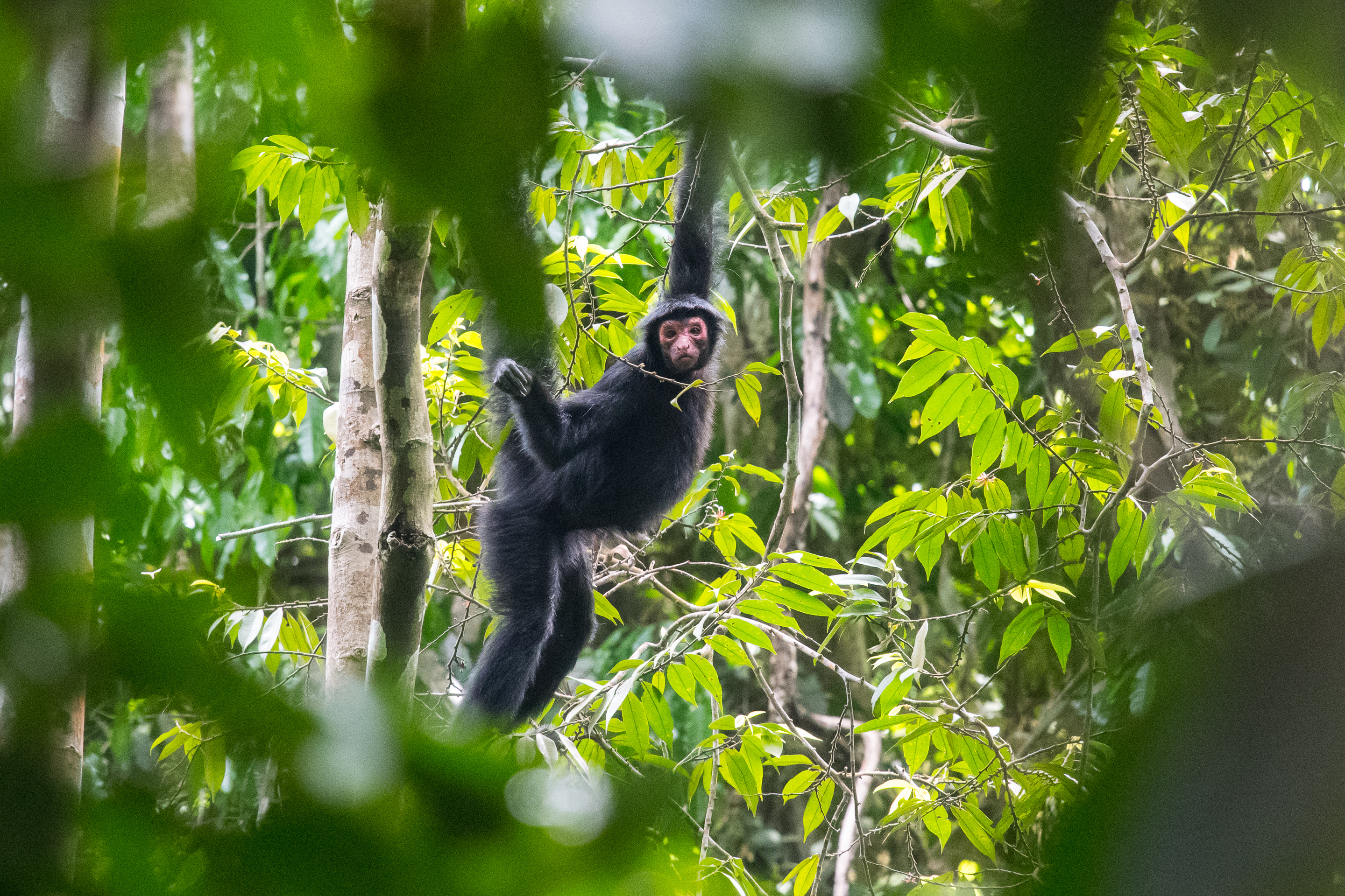 Red_Faced_Black_Spider_Monkey_Guyana