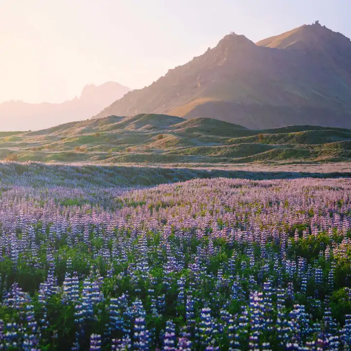 Istock