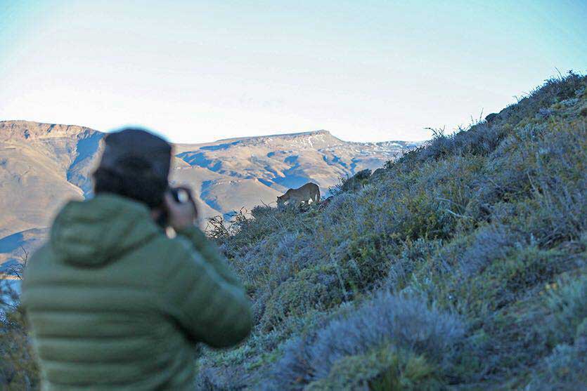 puma tracking safari in Chile Patagonia