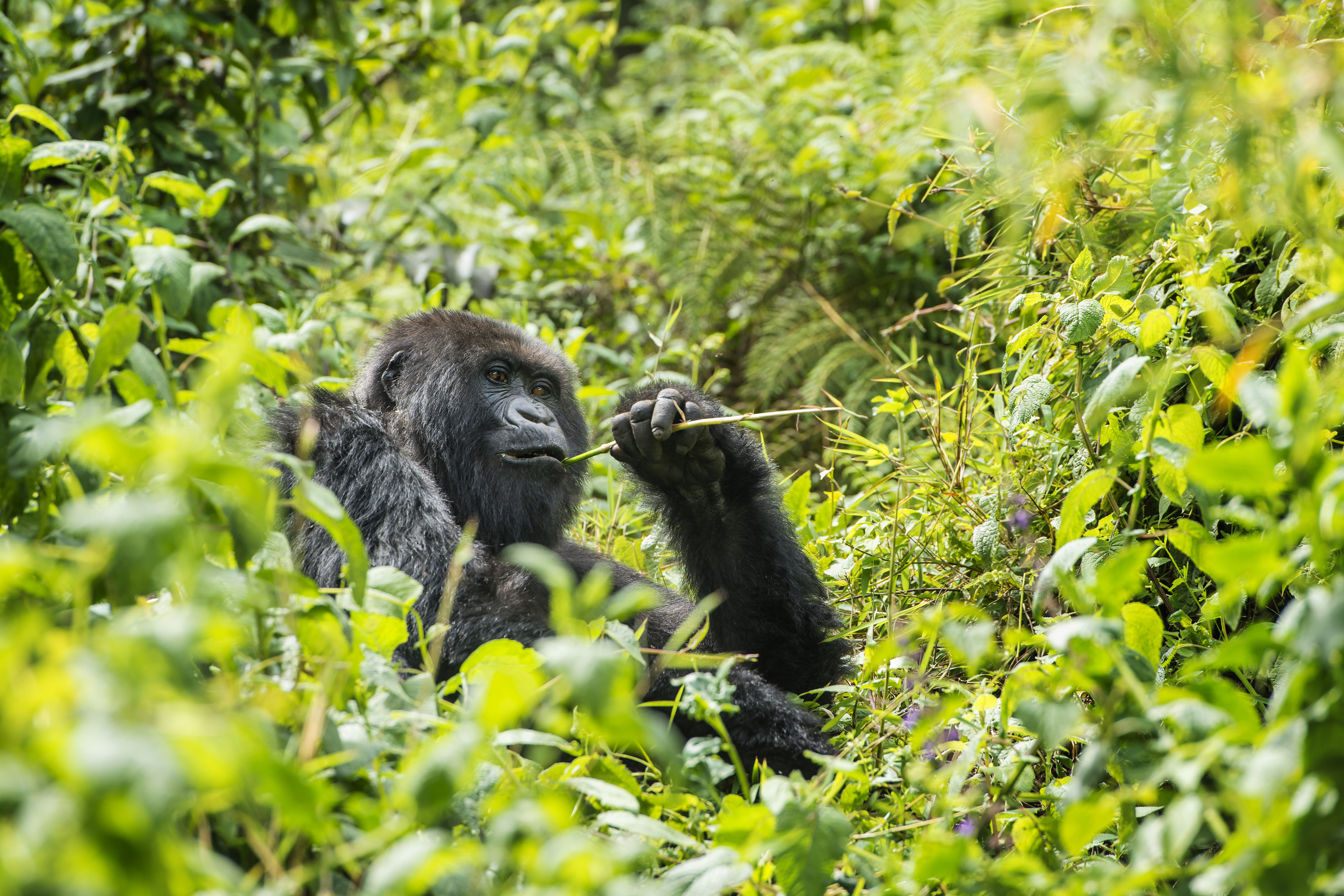 Guide to Rwanda's National Parks | Gorilla