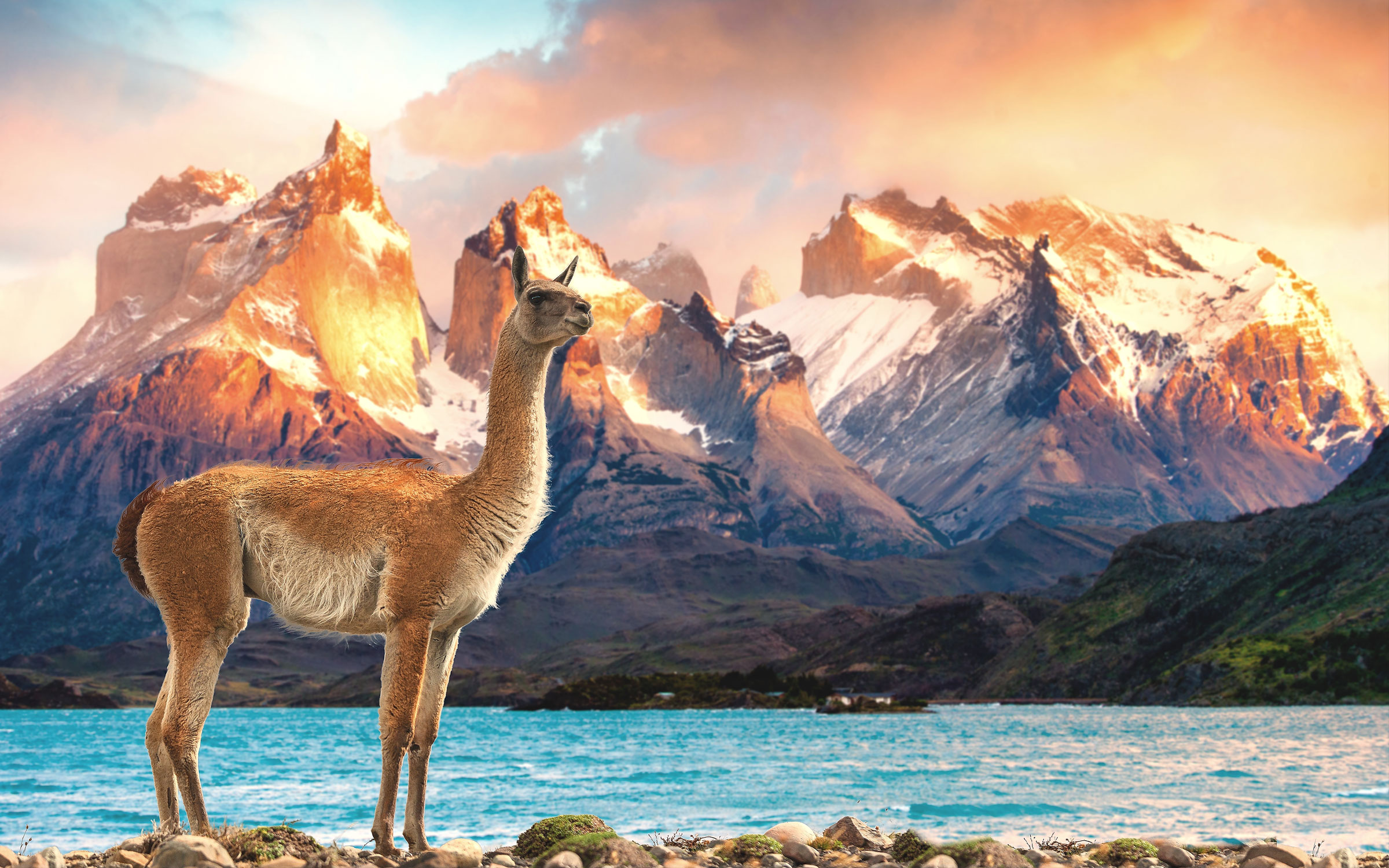 guanaco