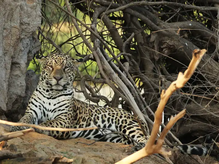 Jaguar Safaris In The Pantanal 1