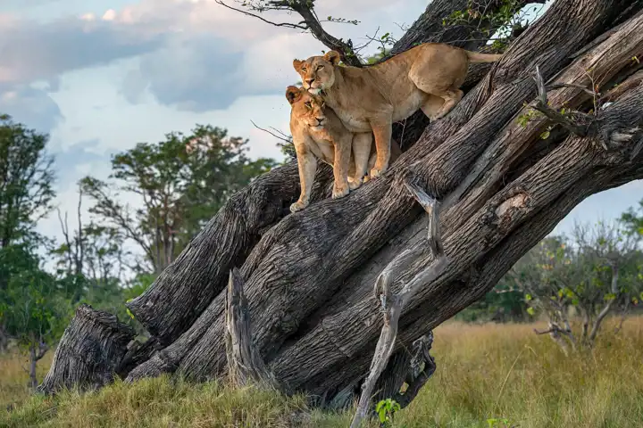 Lions In Moremi Game Reserve Botswana Safari