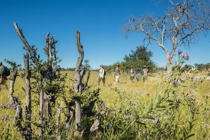 The Botswana Walking Safari By Ker & Downey HERO Selinda Explorers