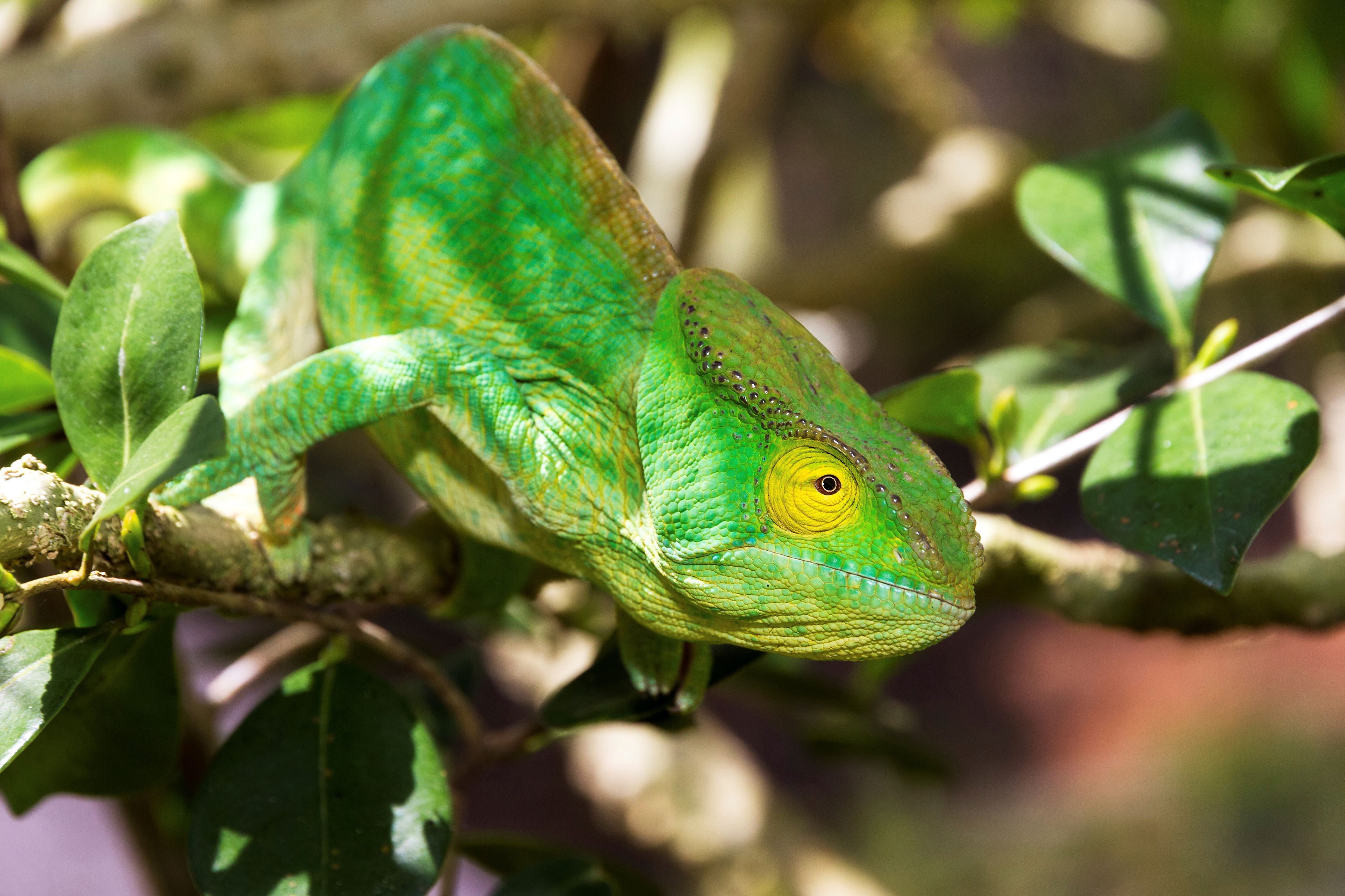 Madagascar Safari Tour - Luxury Lemur Safari - Ker & Downey World Travel - Chameleon on a Branch