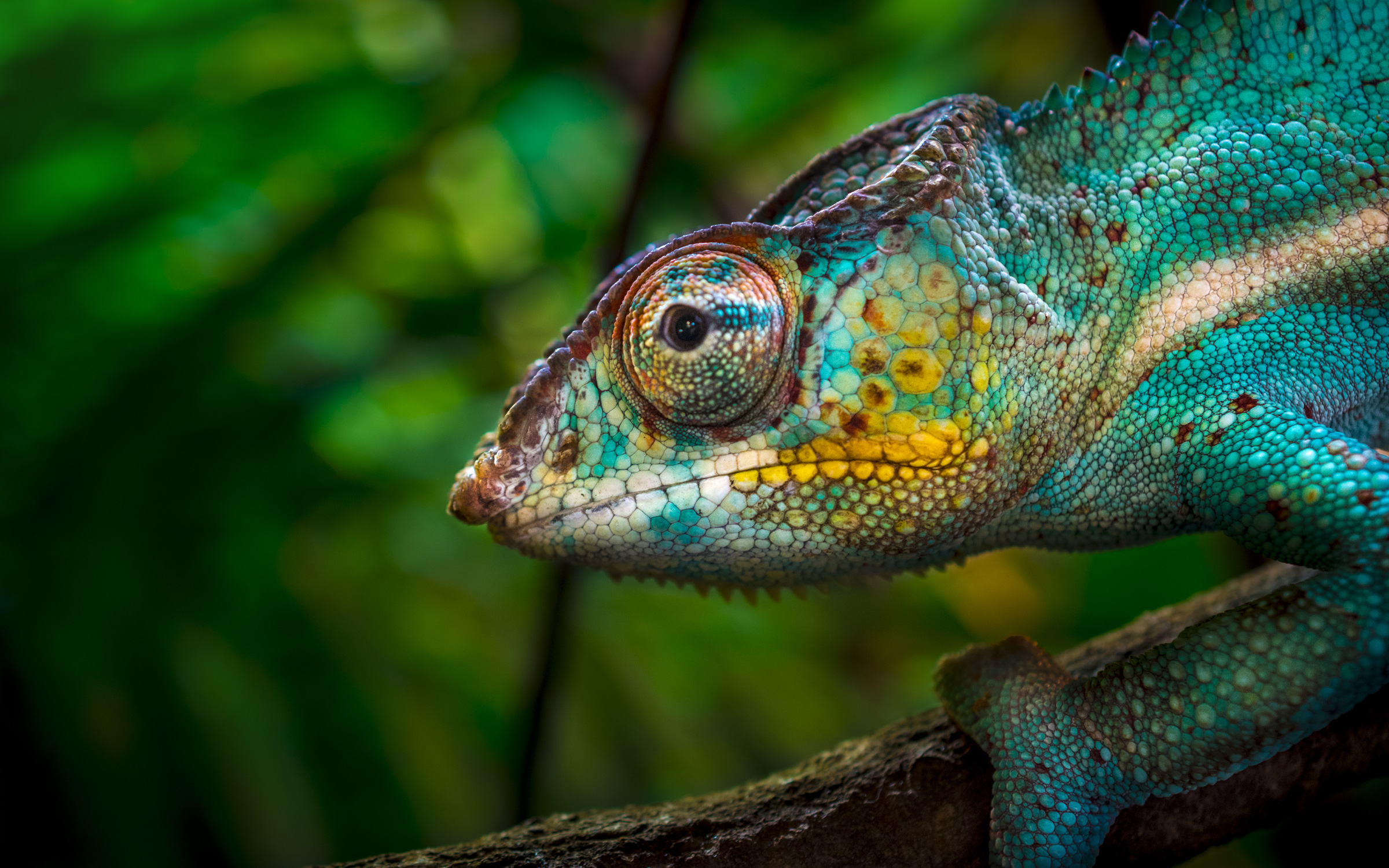 Wildlife in Madagascar