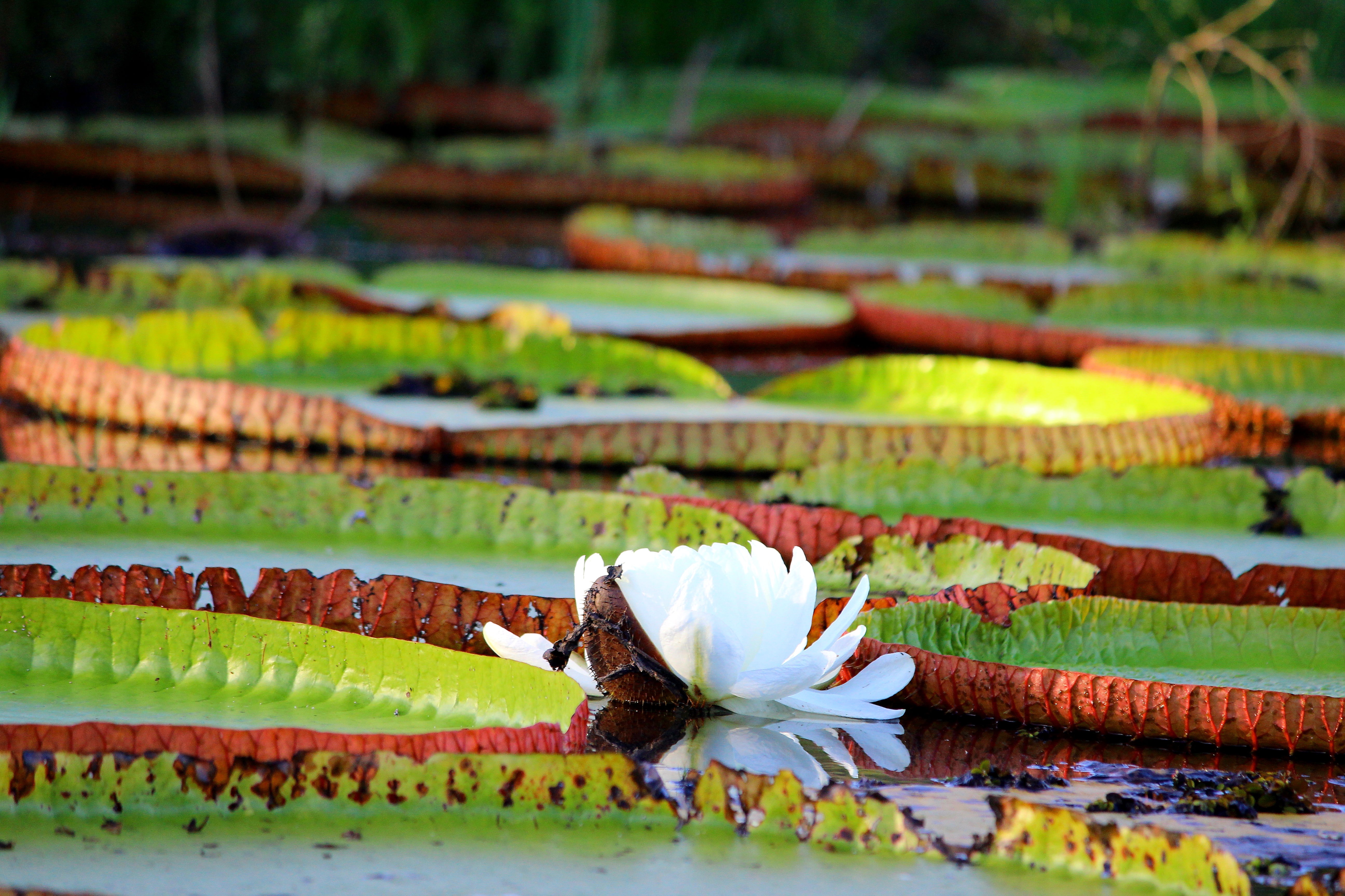 Buffalo_Lily_Pads_Guyana