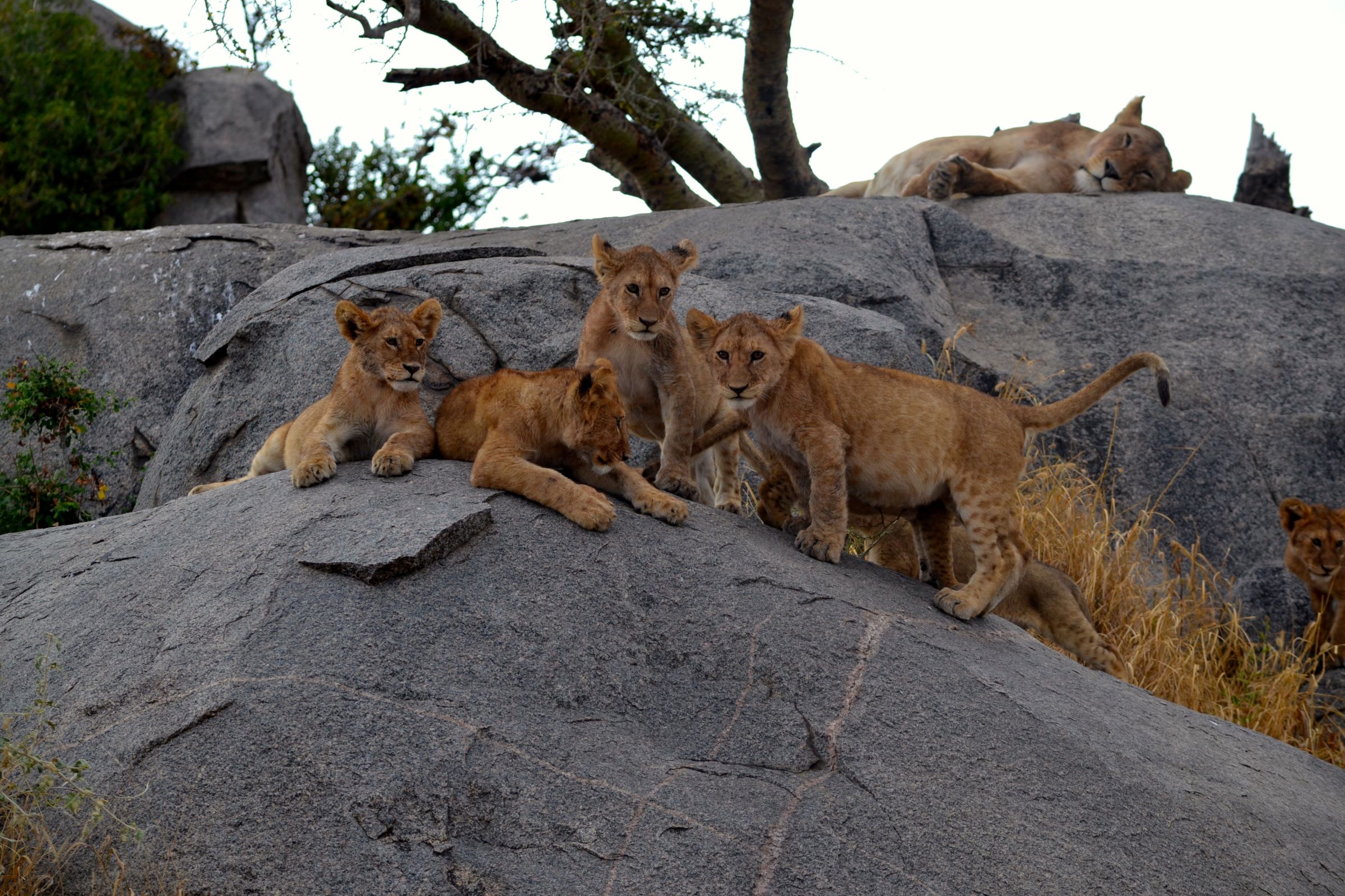 The Lion King An African Fantasy - Luxury African Safaris - Namiri Plains - Allan-Earnshaw
