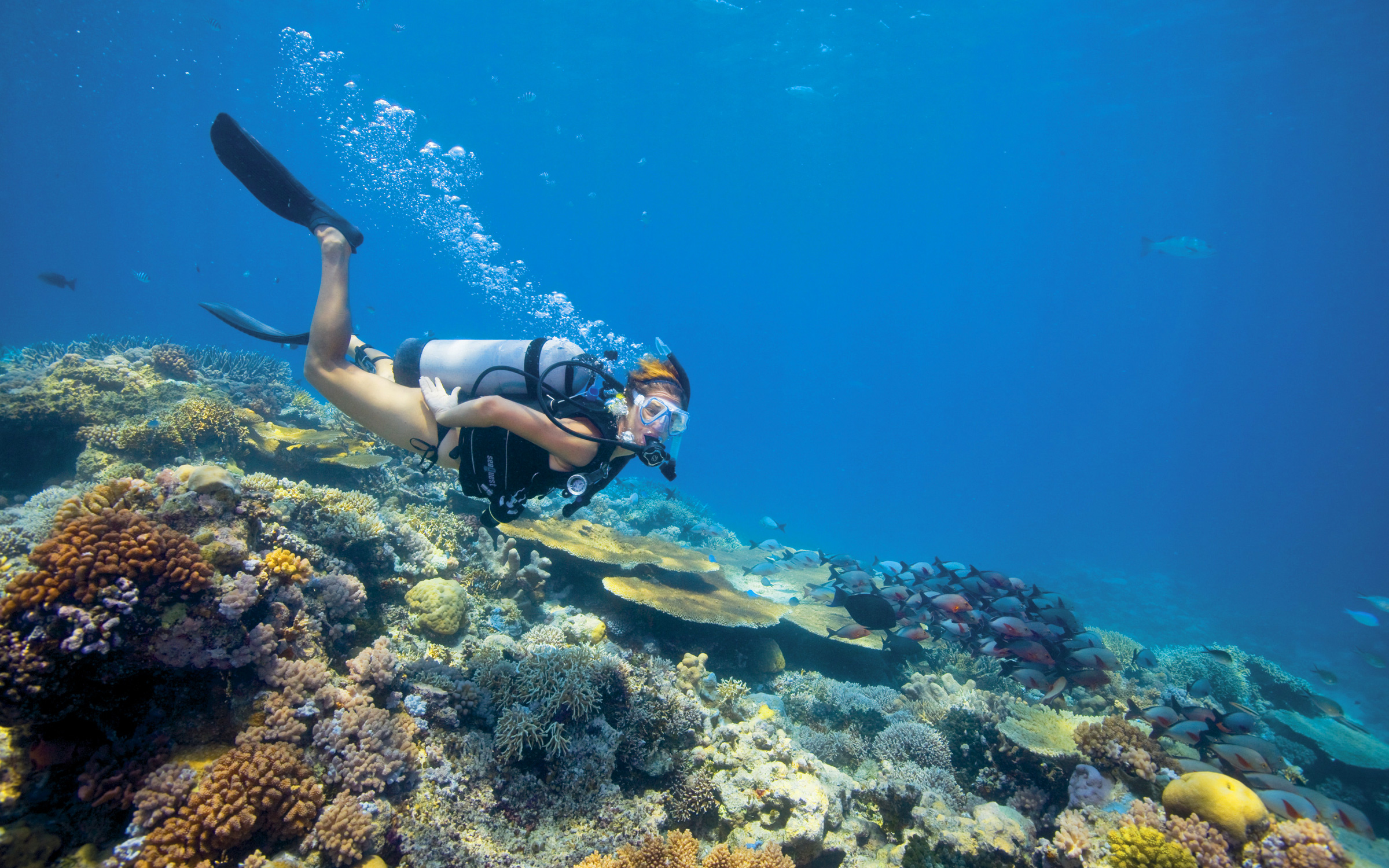 Scuba at Kangaroo Island on an Escape Down Under