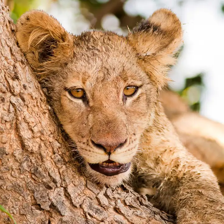 Lion In Zambia Safari