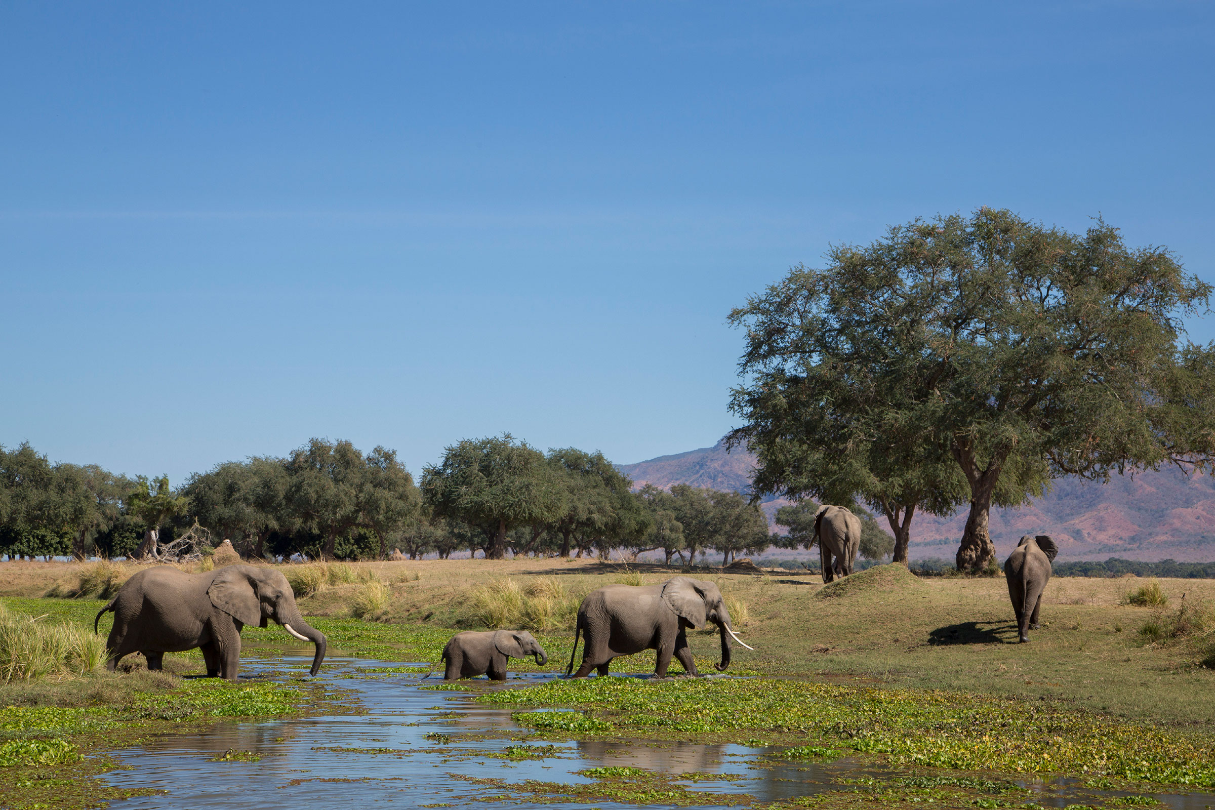 Elephants walking