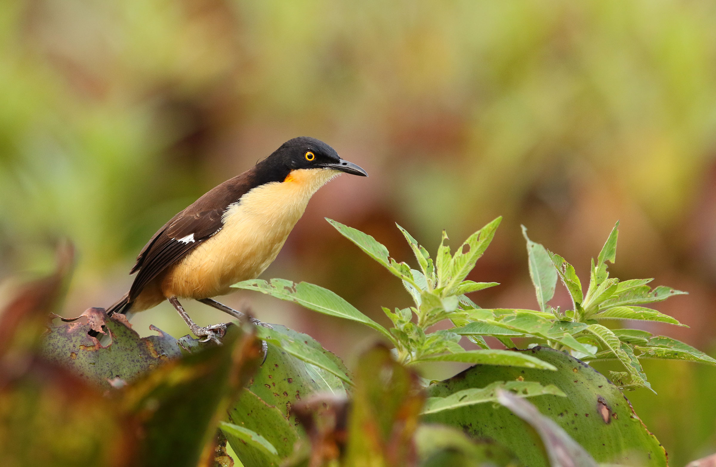 birdwatching in the pantanal Brazil