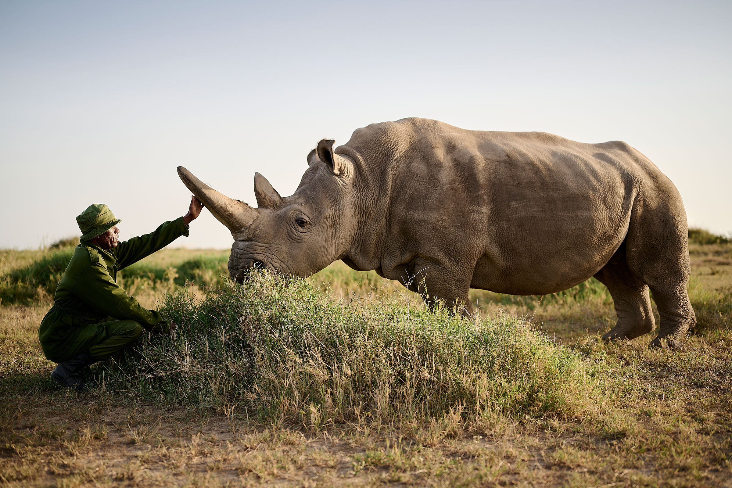 northern white rhino