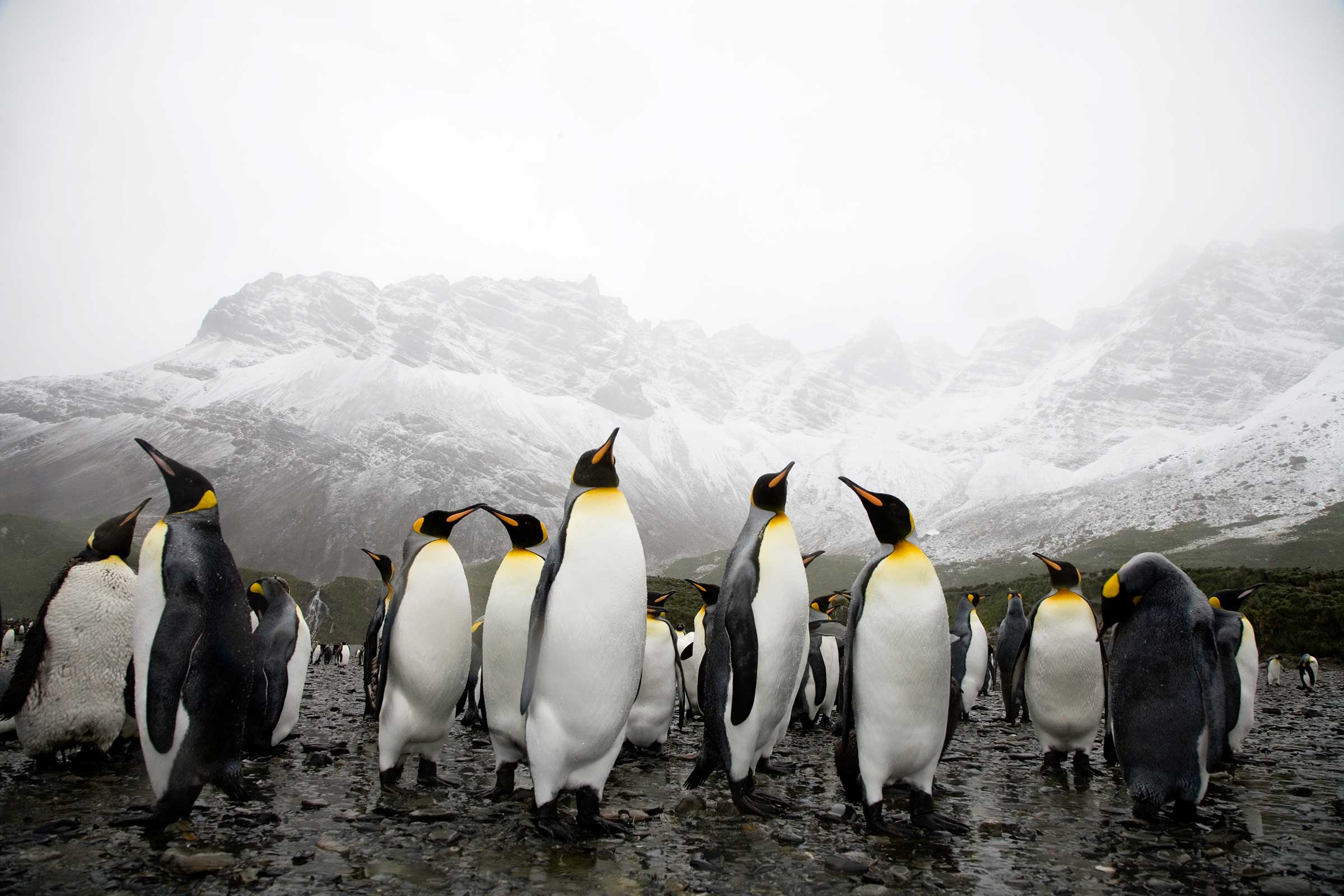 animal migrations emperor penguins Antarctica