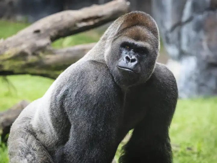 Primate Safari Guide:Lowland Gorilla Congo