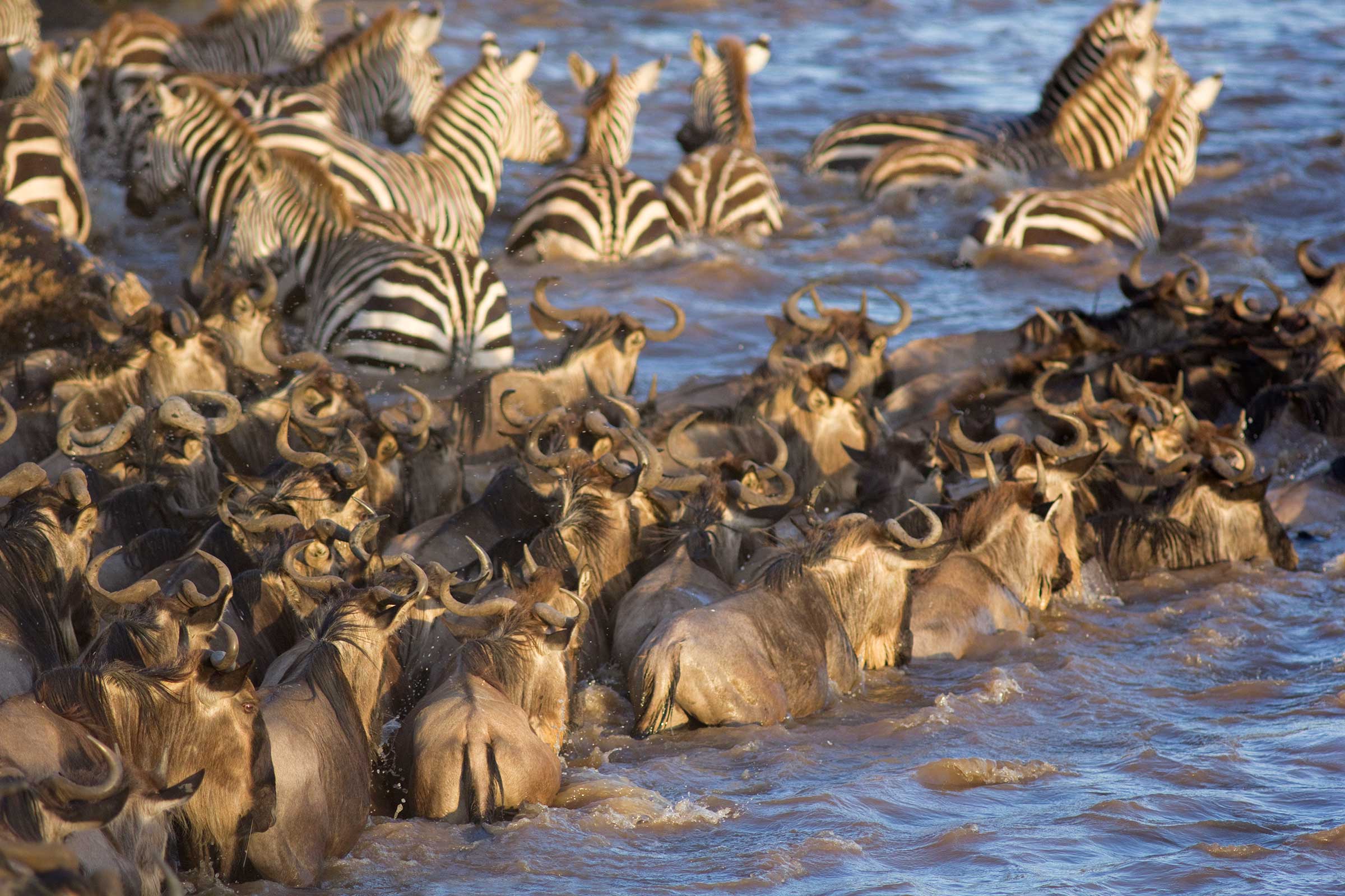 serengeti safari great migration