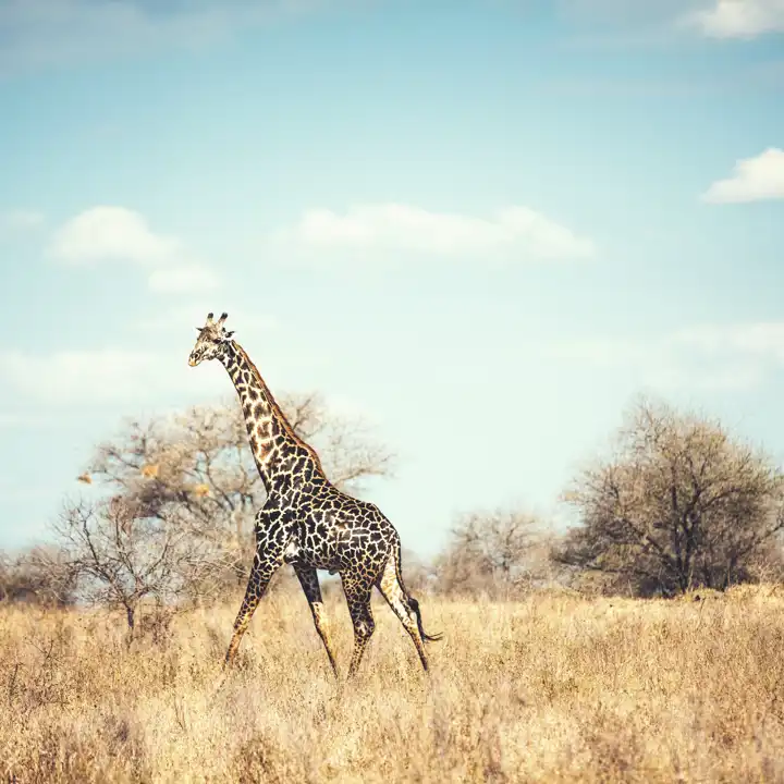 Giraffe