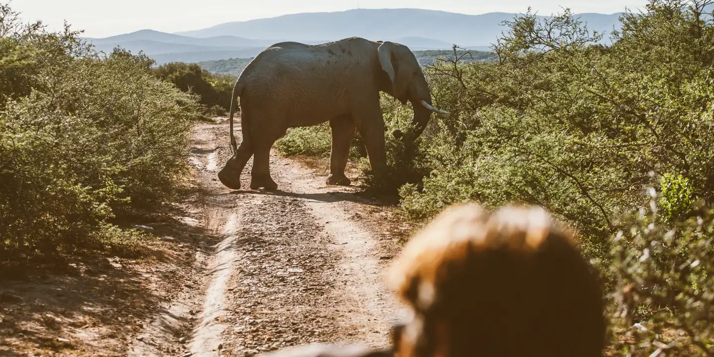 Elephant