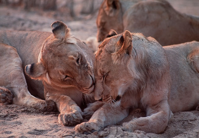 Graduation Safari, Botswana