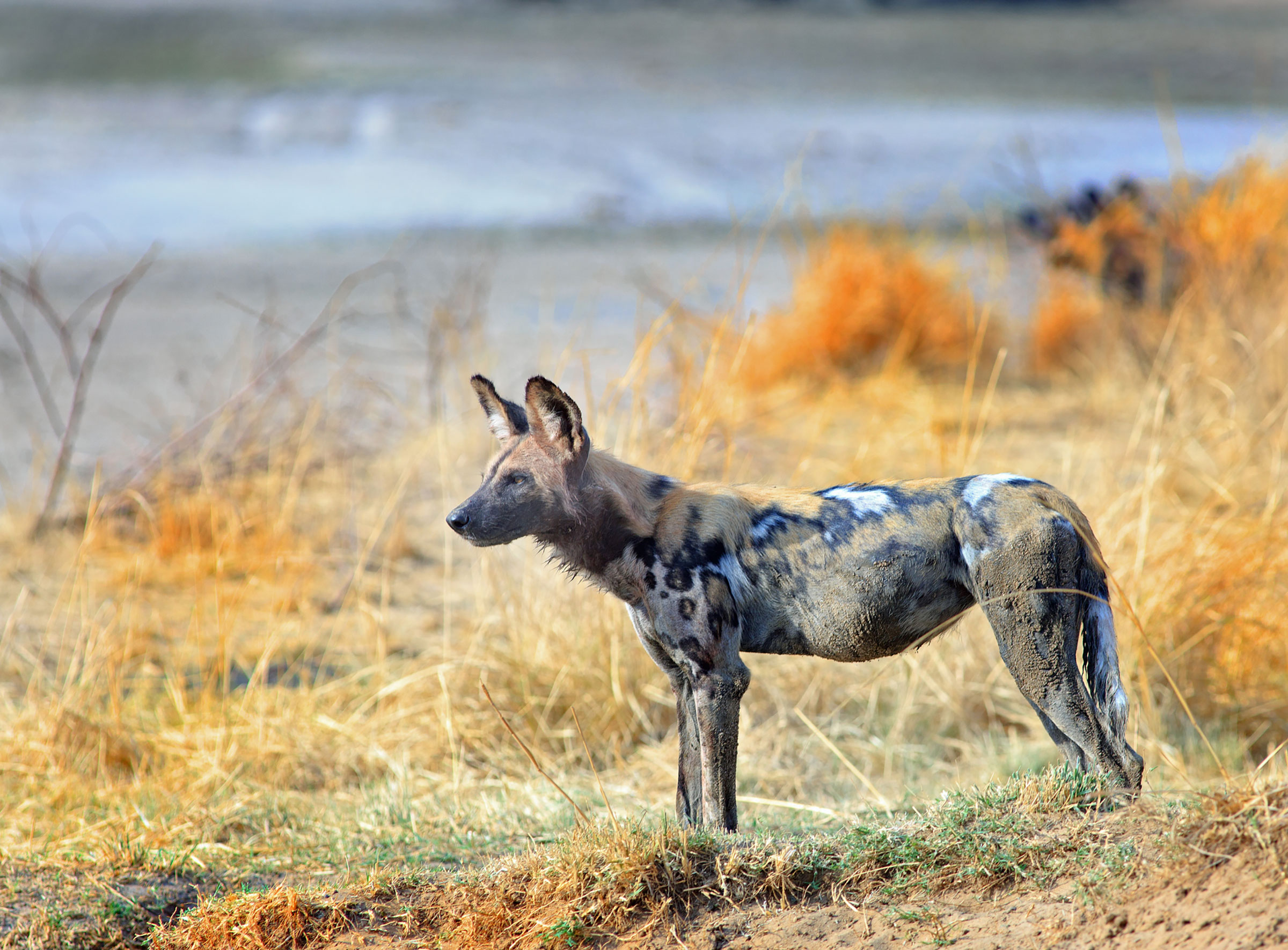 Where to Go in Africa in 2024 - South Luangwa National Park - Zambia