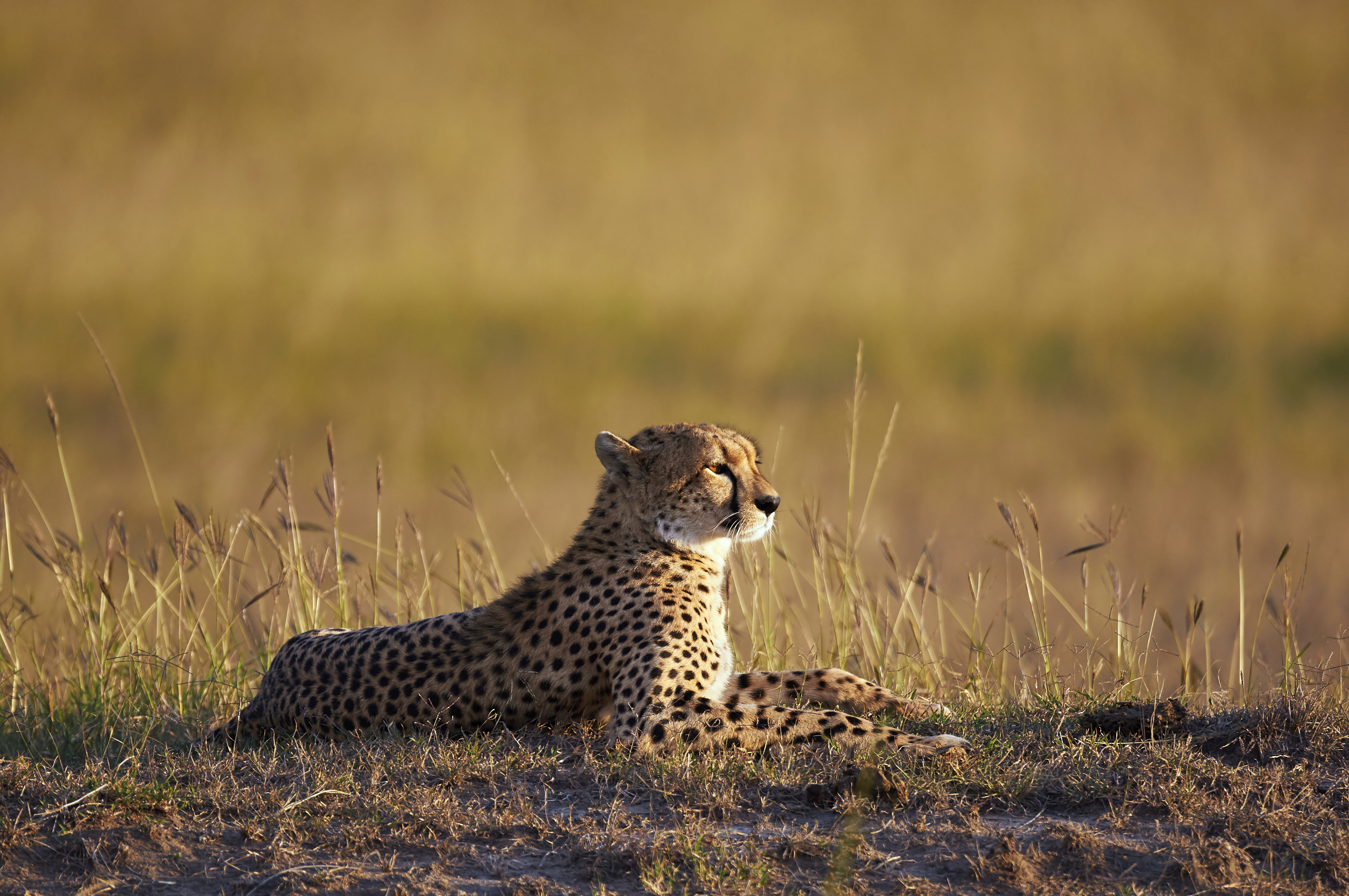 Private Kenyan Safari Homes - Luxury Safaris - Ker & Downey