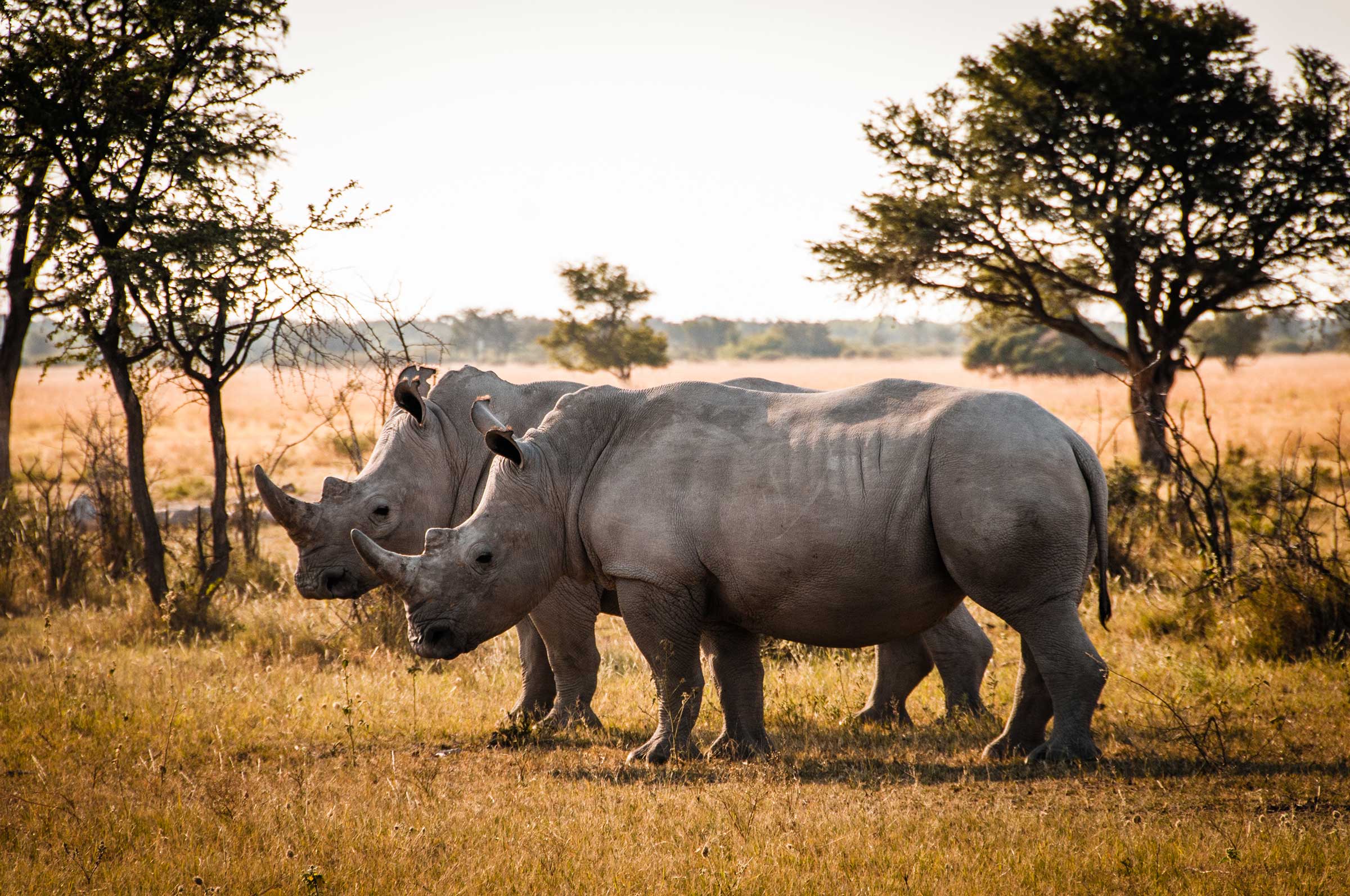 rhinos Botswana