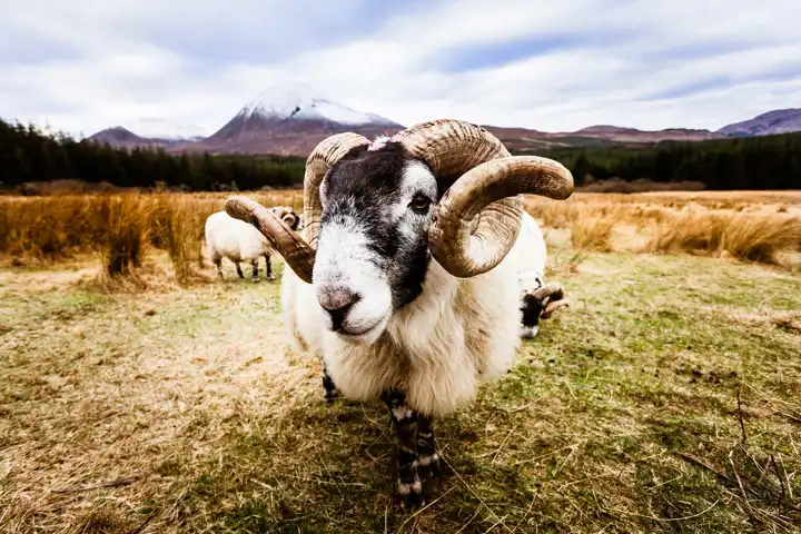 Sheep In Scotland