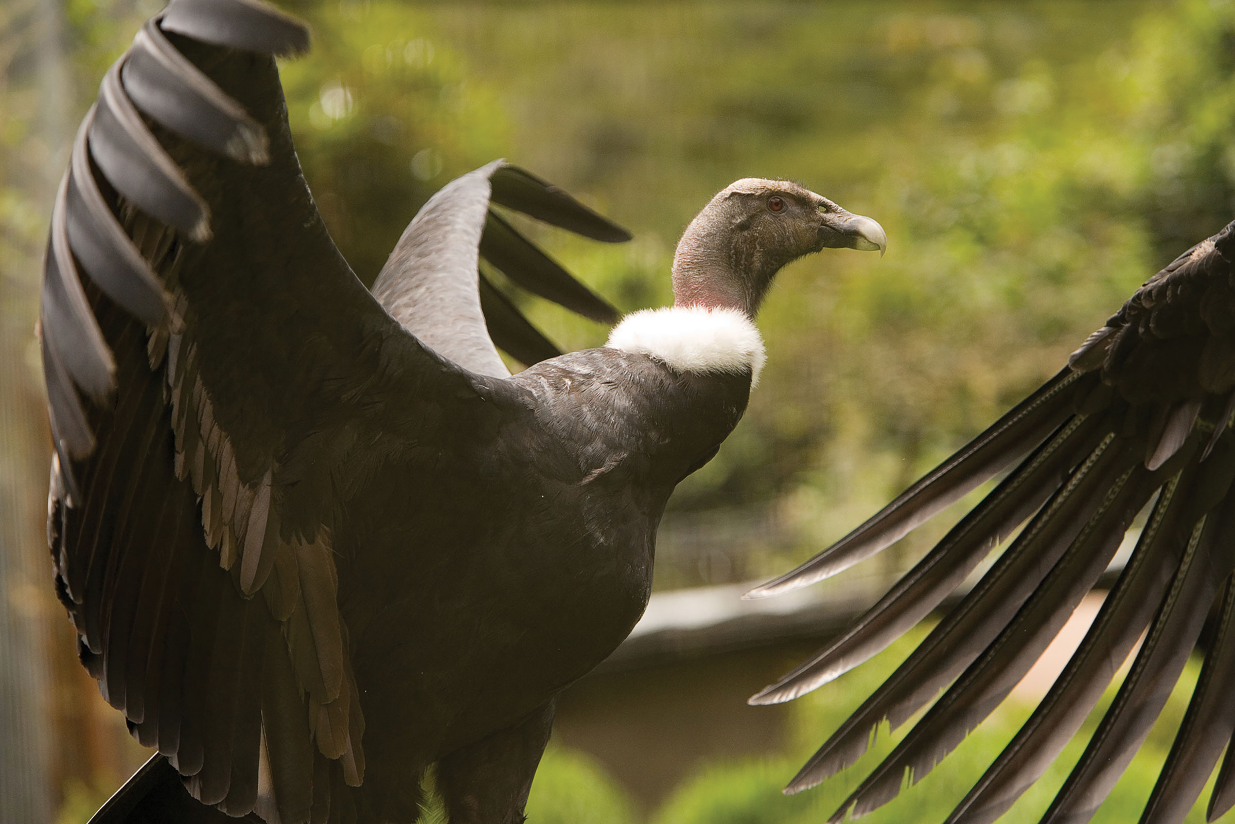 Andean Condor Huasi Project