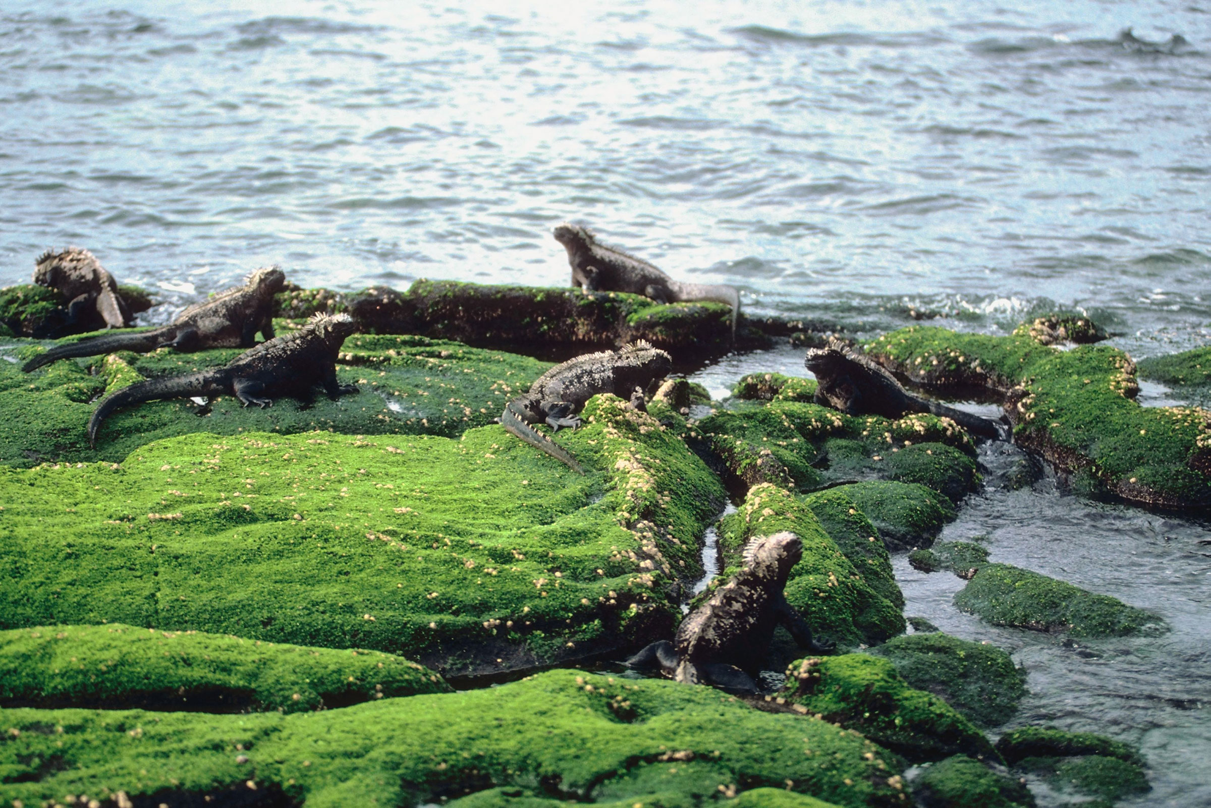 Galapagos islands marine iguana