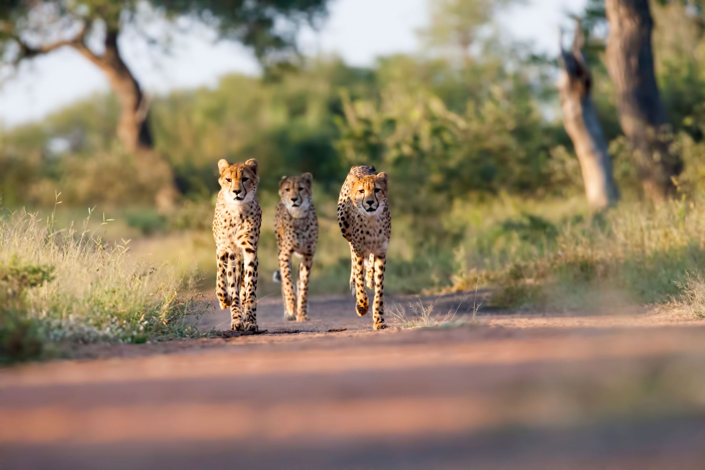 Kruger Safari - Everything you Need to Know