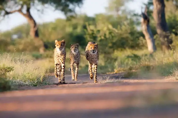 Kruger Safari Luxury South Africa Safari Ker & Downey Cheetah
