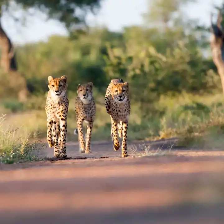 Kruger Safari Luxury South Africa Safari Ker & Downey Cheetah