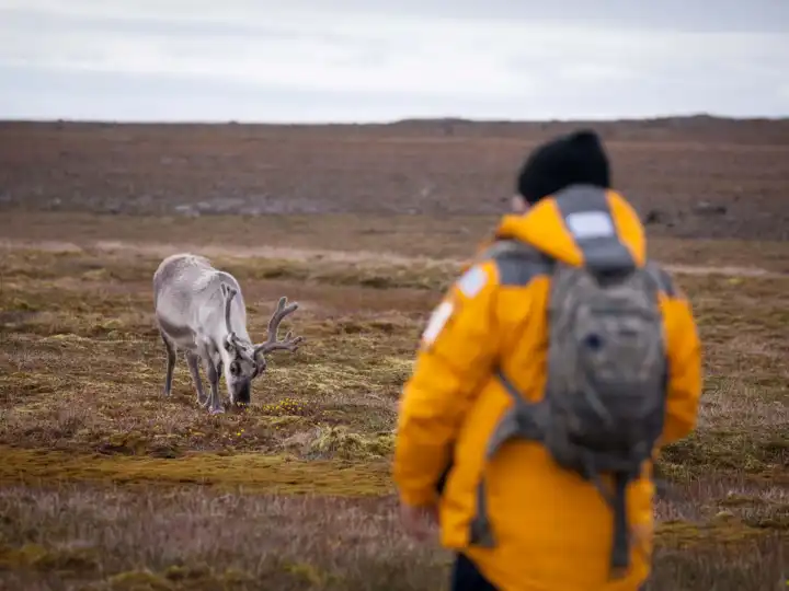 Animals Of The Arctic2 Quark Acaciajohnson