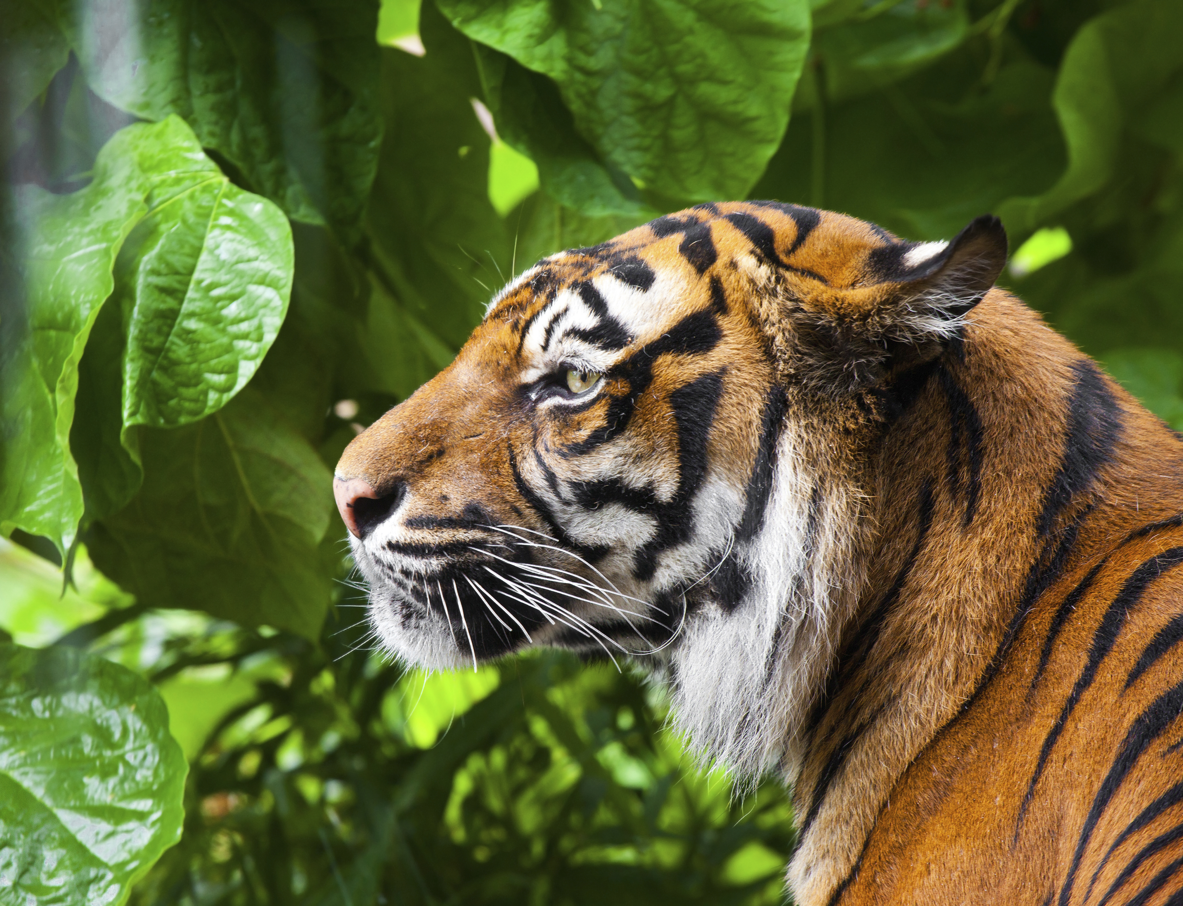 Luxury Tiger Safaris - India Tiger Safaris - Ker Downey