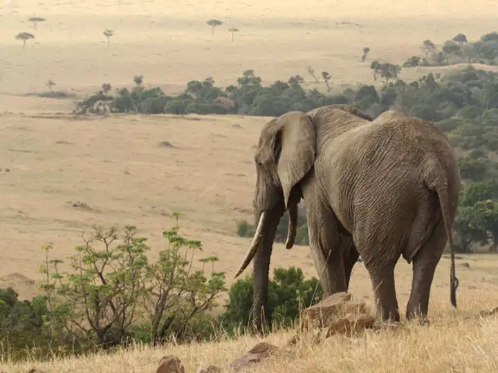 African Safari Photos Dad Elephant Kenay