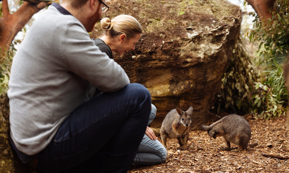 The Wildlife Retreat at Taronga - Sanctuary Experience - Ker & Downey