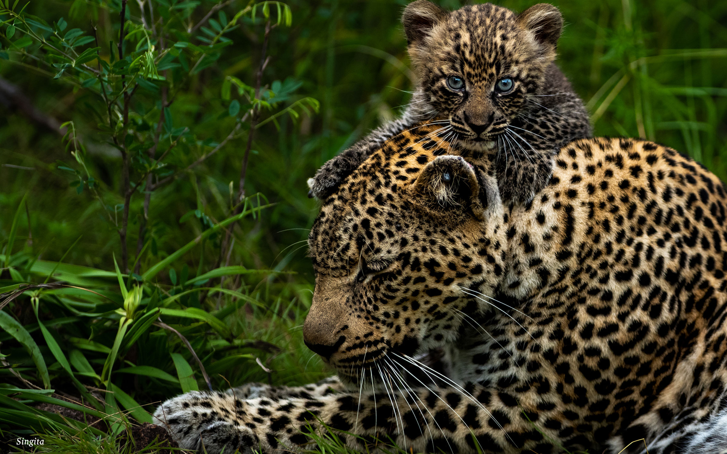 leopard mom and cub