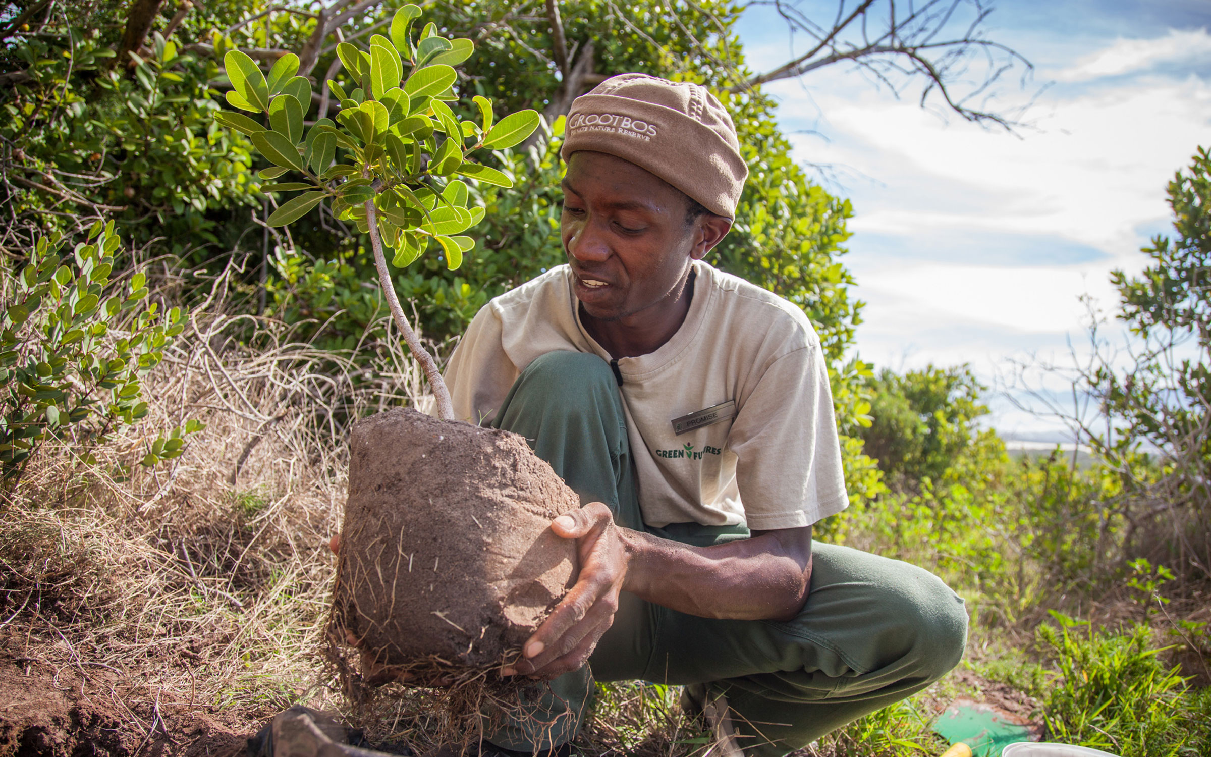 planting a tree