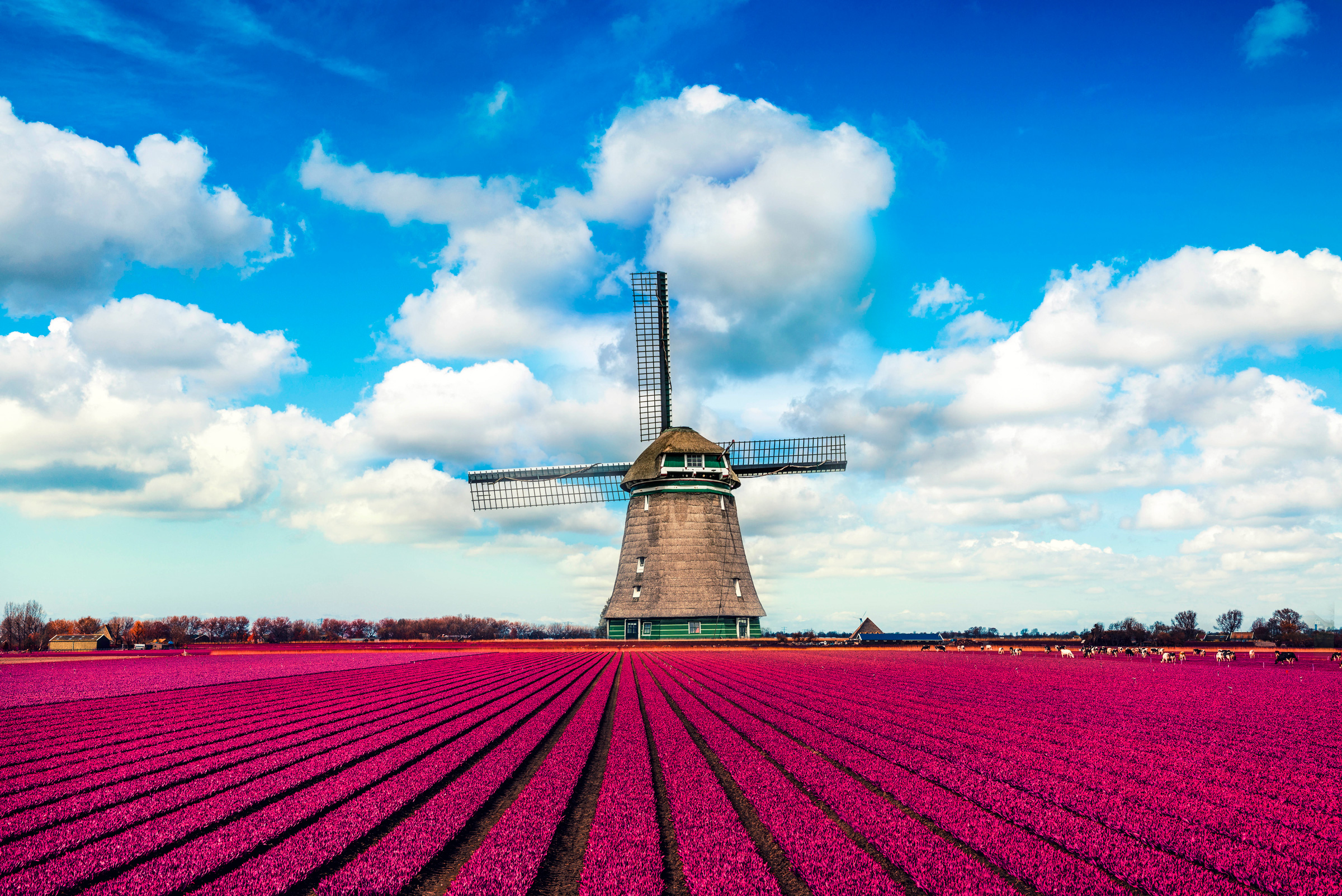 Netherlands_Tulips