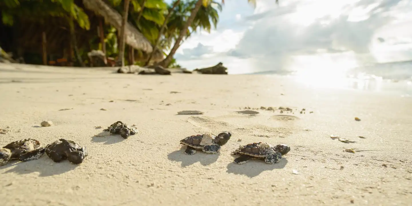 Nicaragua_Pearl_Cays_Calala_Island_Turtles