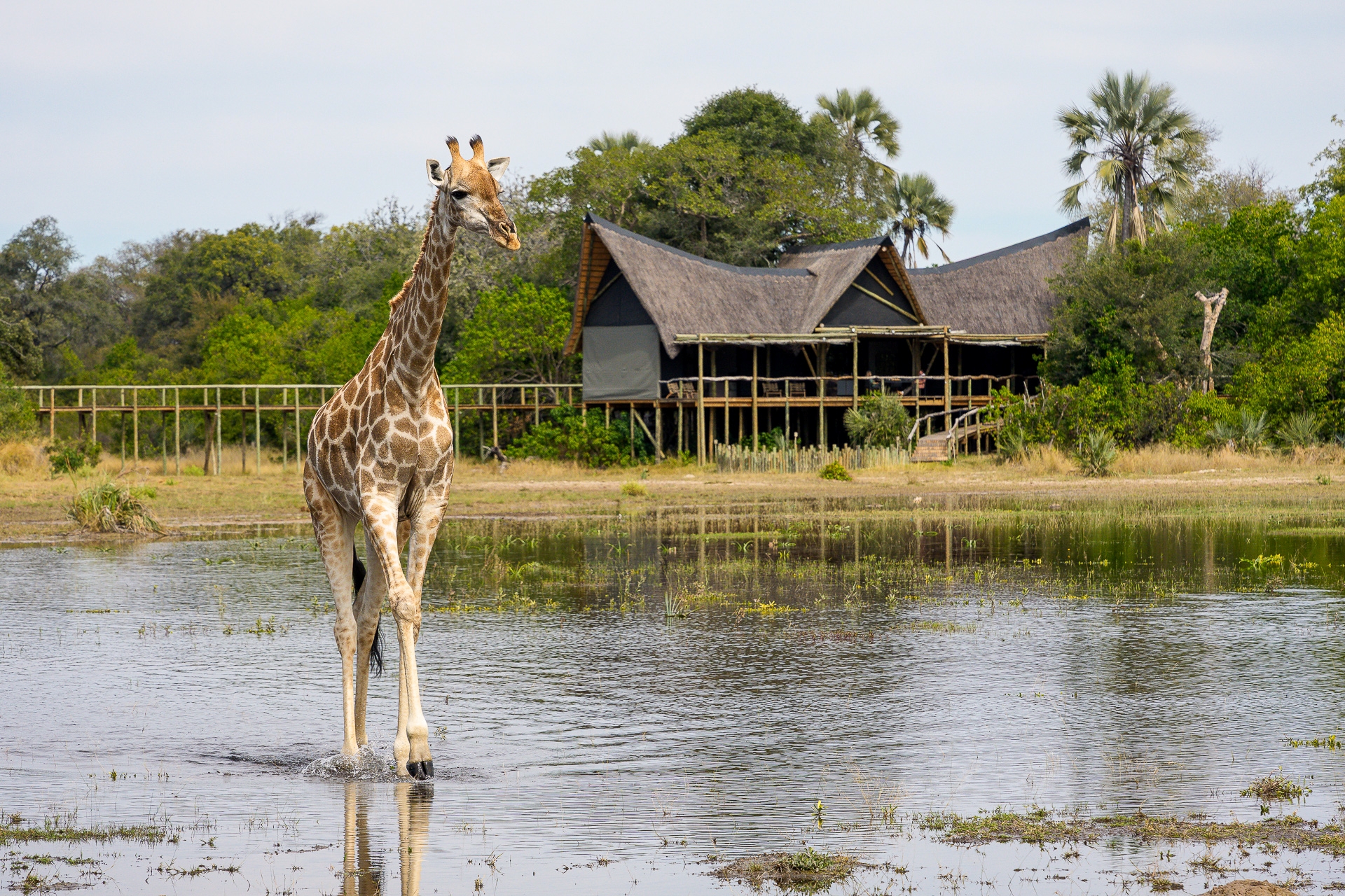 Little Tubu Camp Exterior And Giraffe