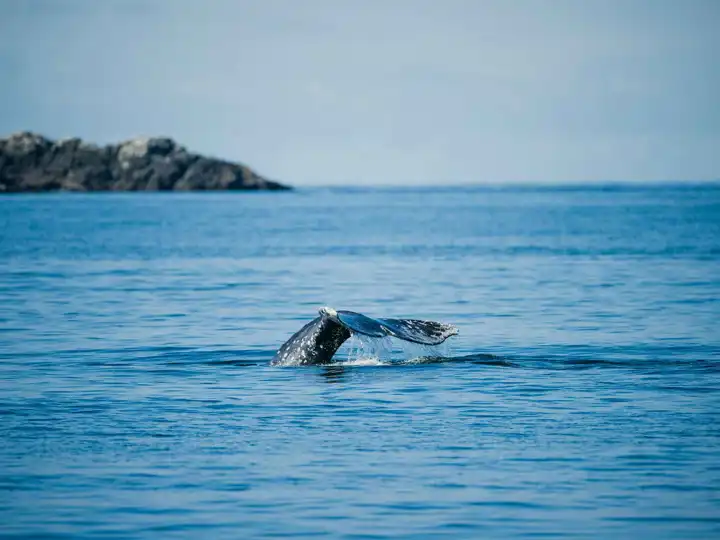Whale Vancouver Canada Travel