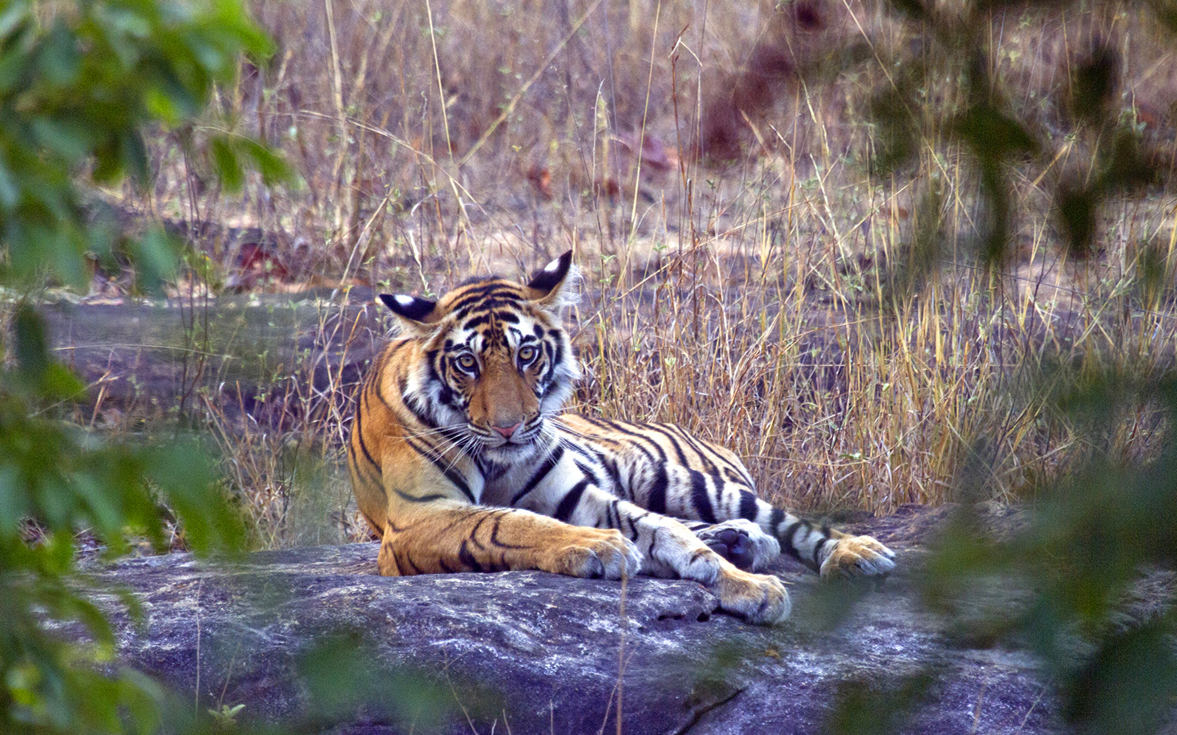 Luxury India Tiger Safari HERO