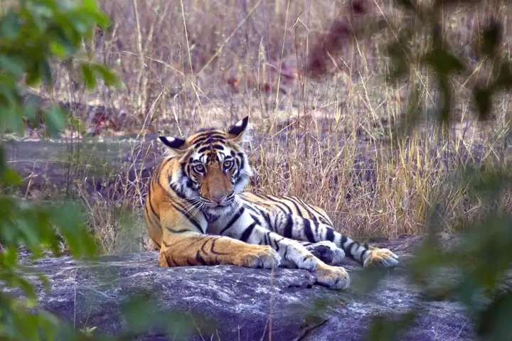 Luxury India Tiger Safari HERO