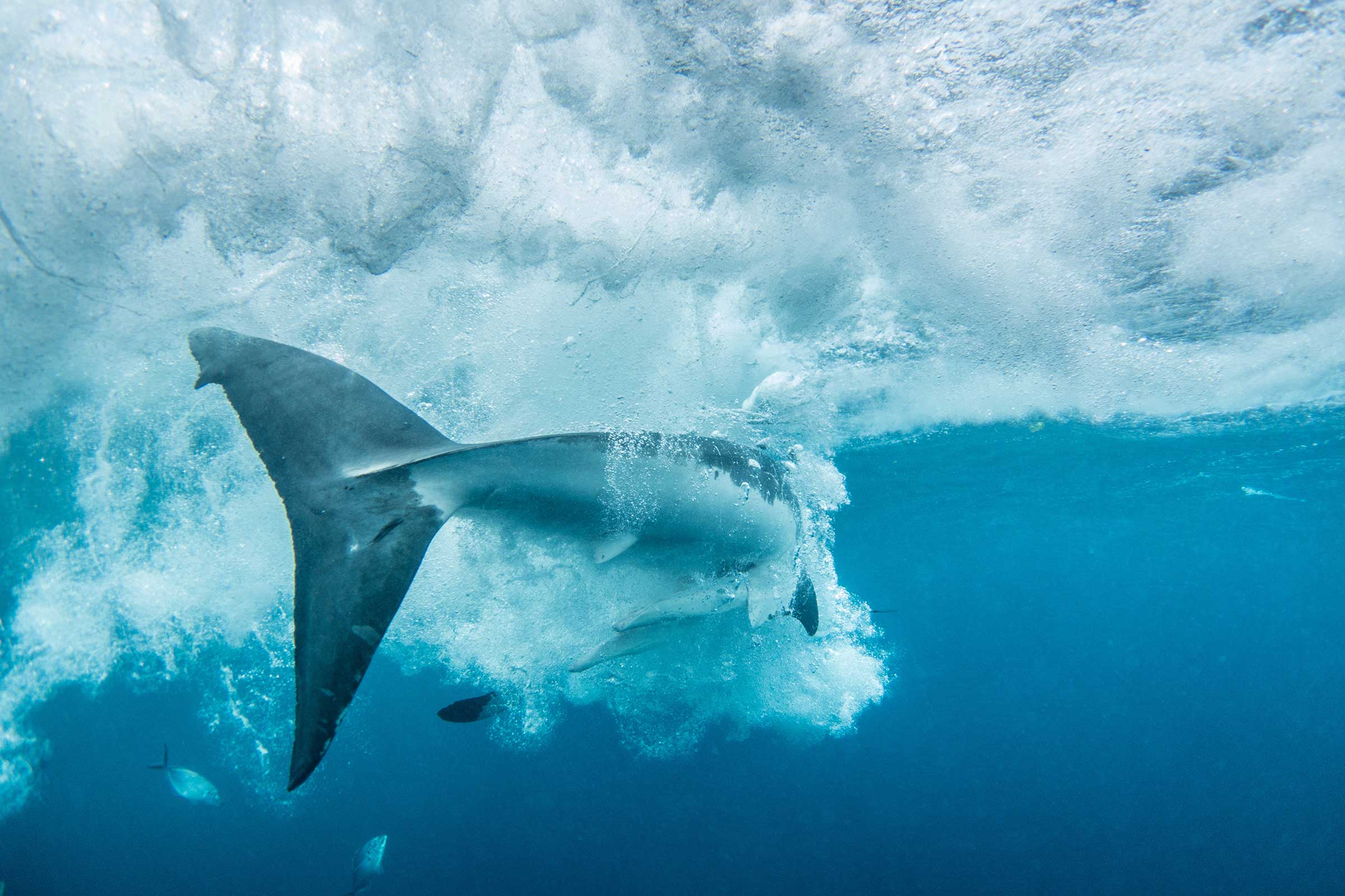 Australia cage diving great whites