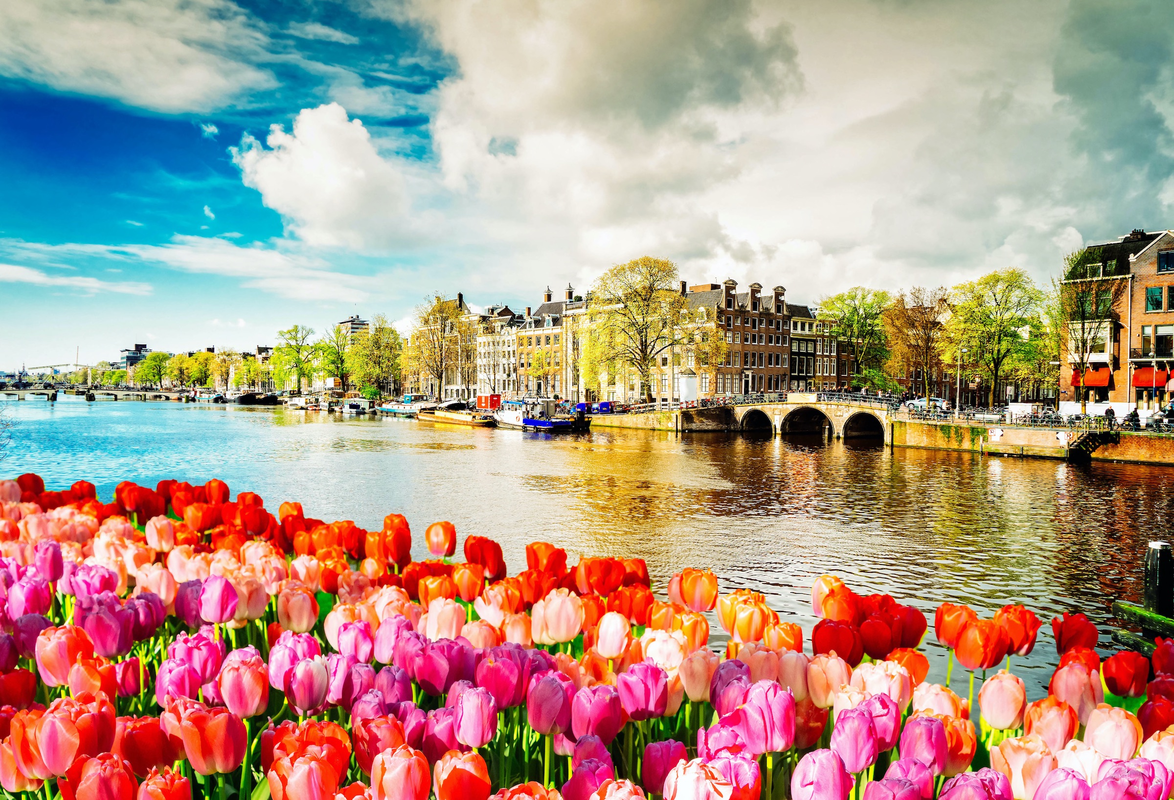 Tulip Time River Cruise - Best Tulip River Cruise from Belgium to Amsterdam with Ker & Downey