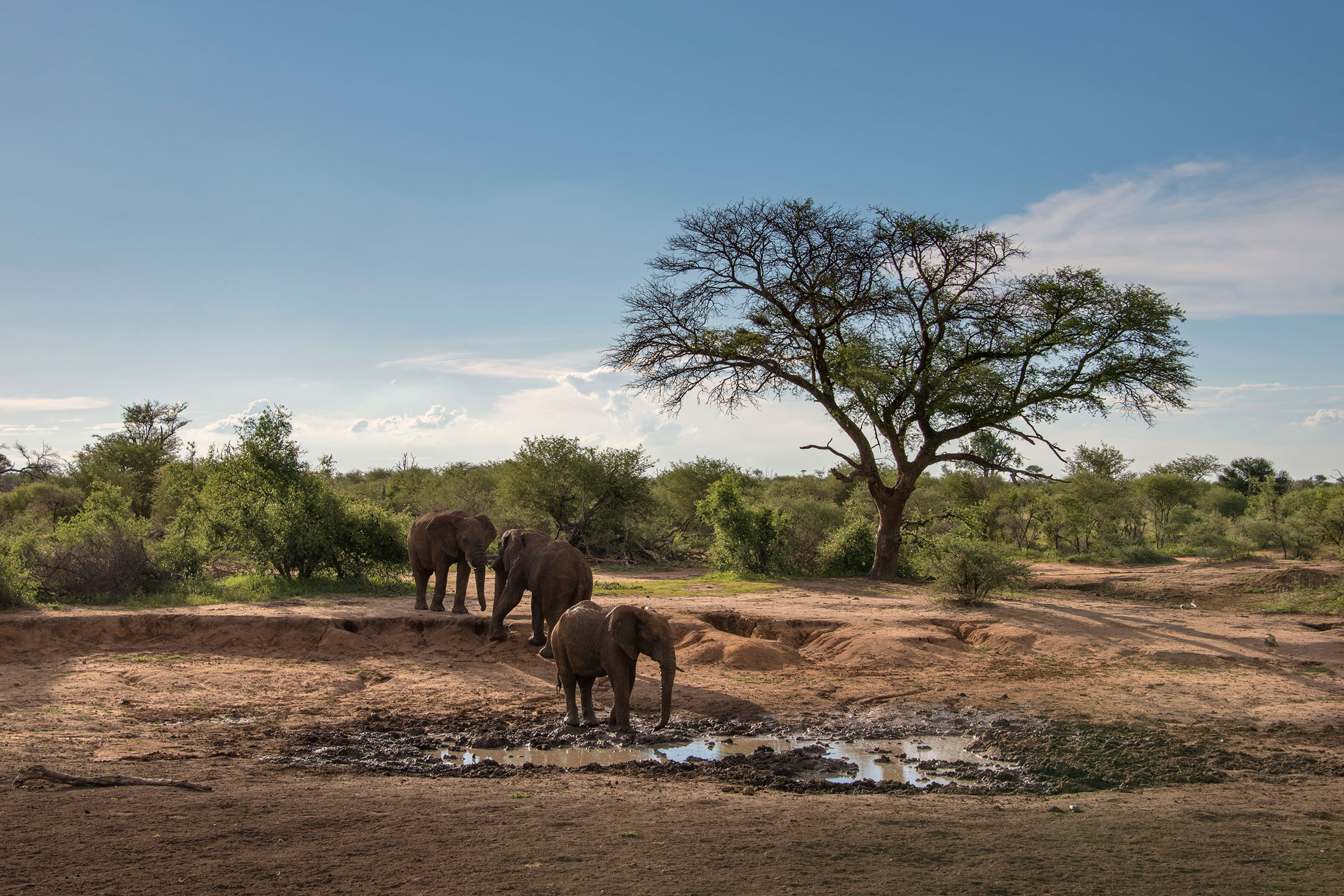 Where to Go in Africa in 2024 - Madikwe Game Reserve - South Africa