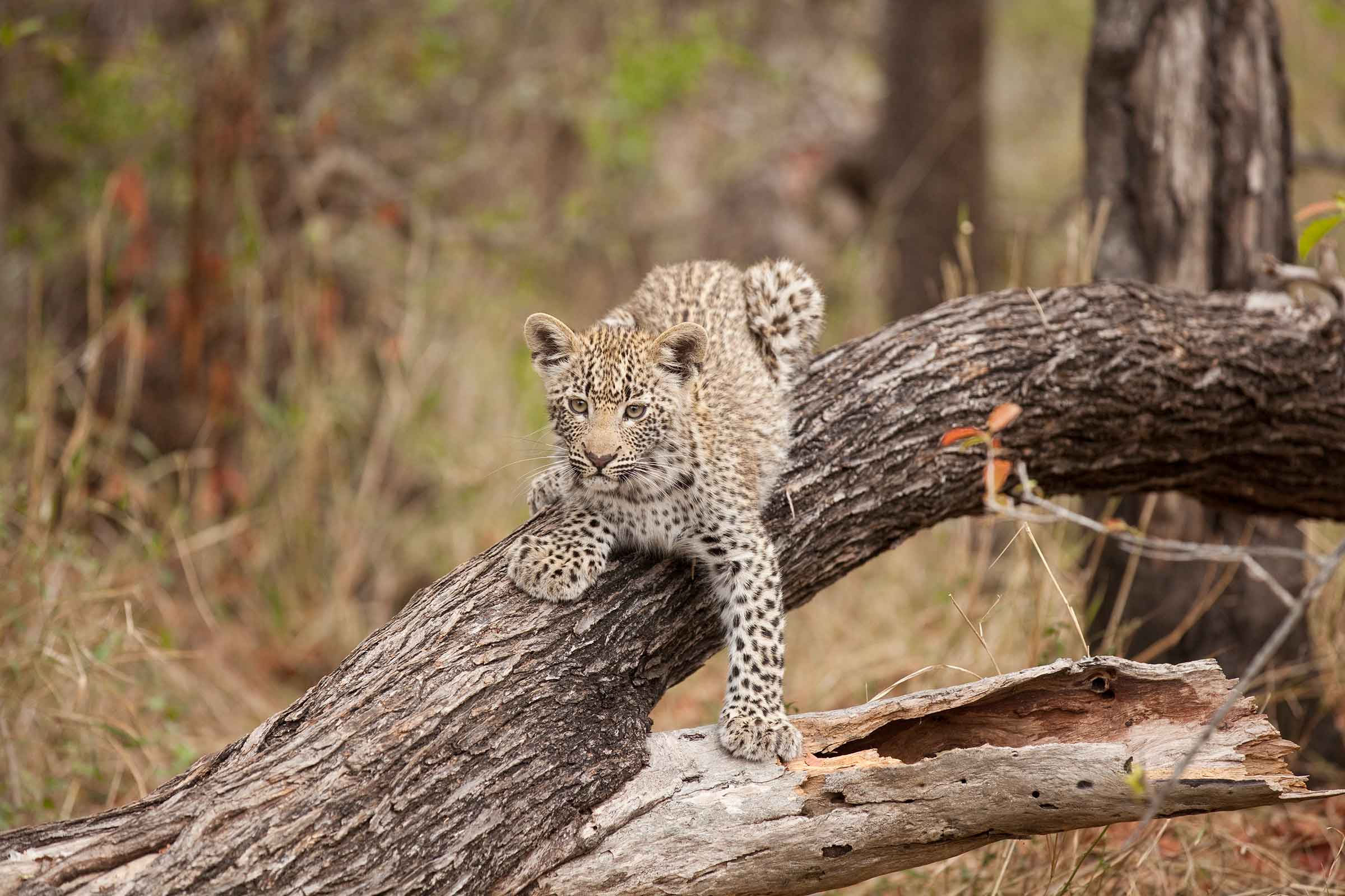 leopard cub in south africa