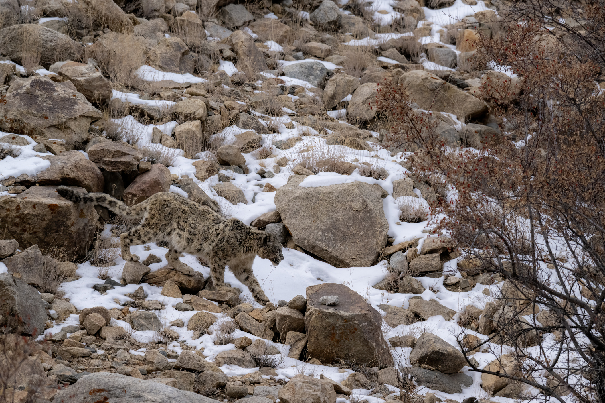 India Snow Leopard Tour HERO